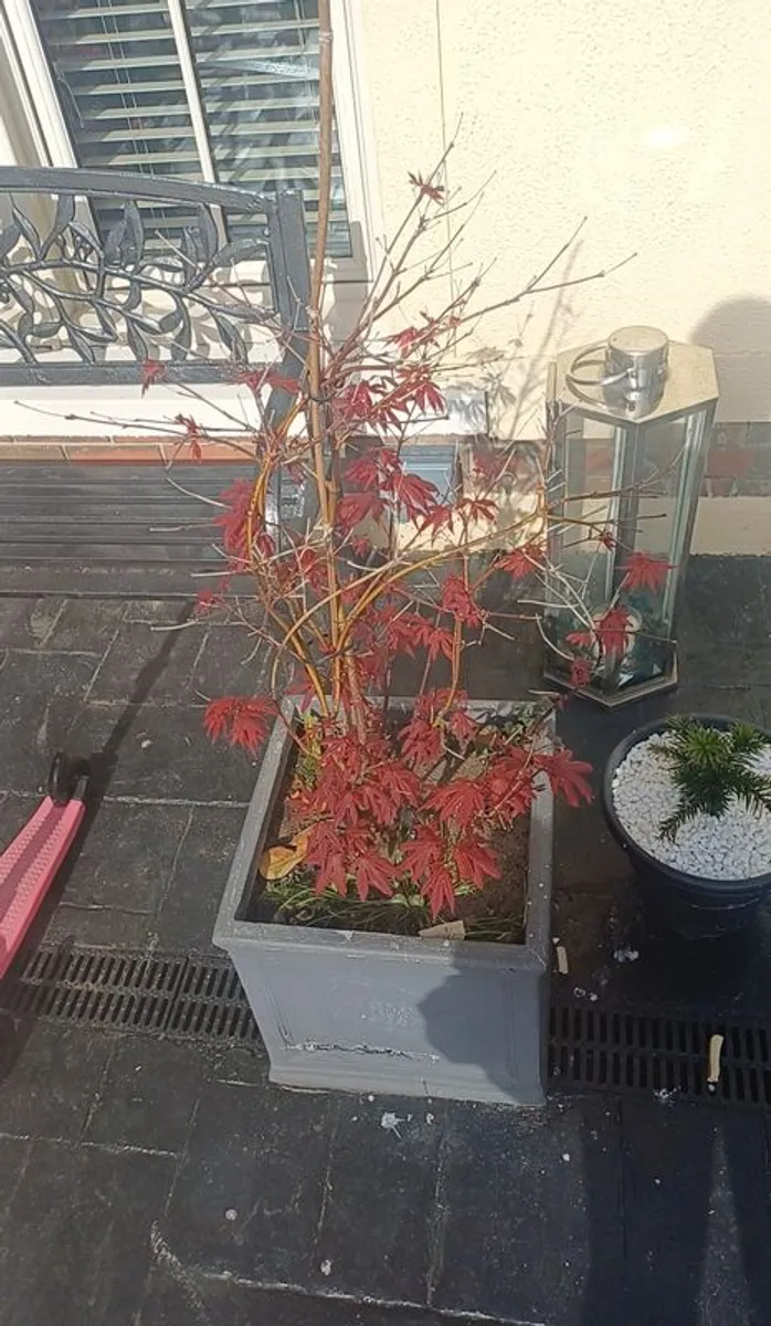 Acer tree for sale. Perfect quality tree. - Image 2