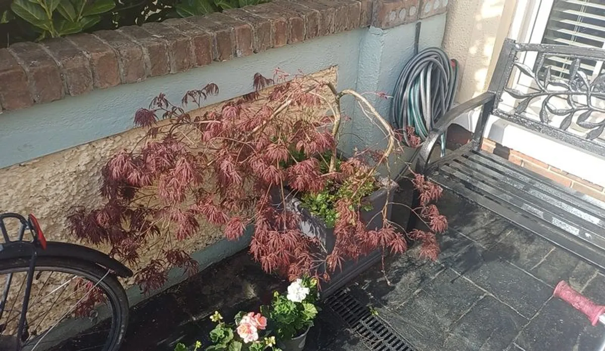 Acer tree for sale. Perfect quality tree. - Image 3