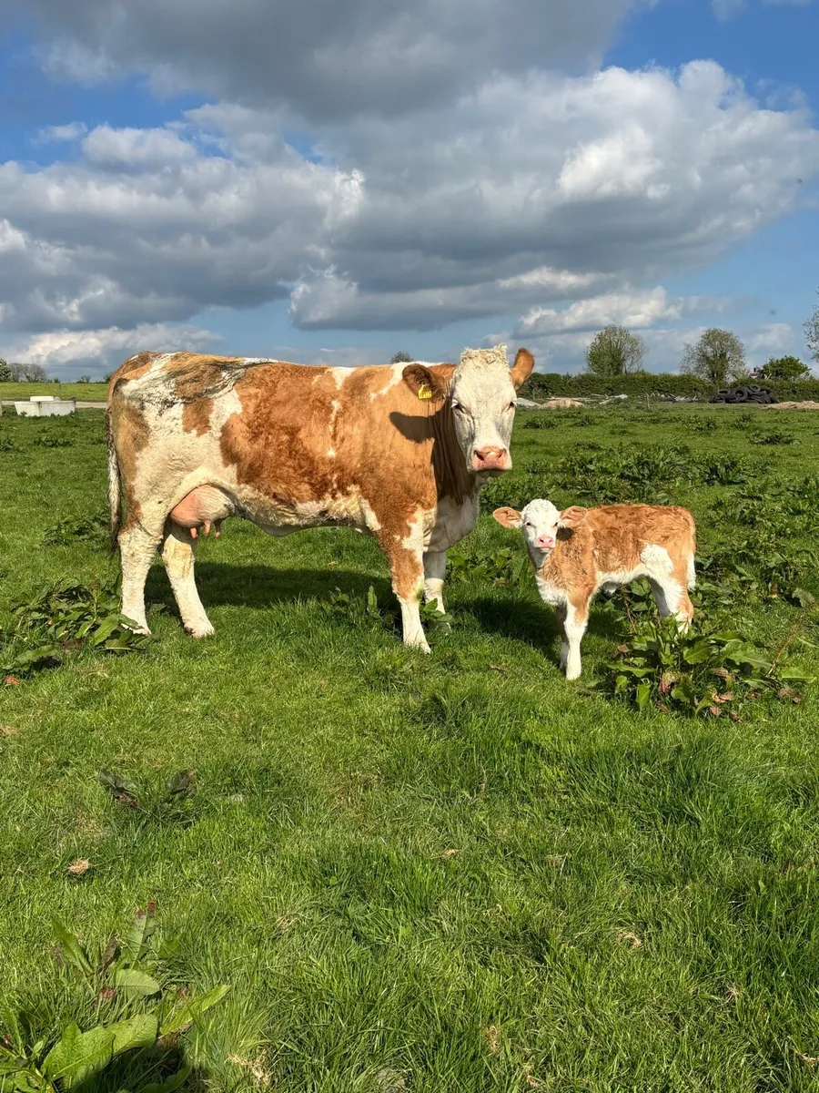 Simmental cow and calf