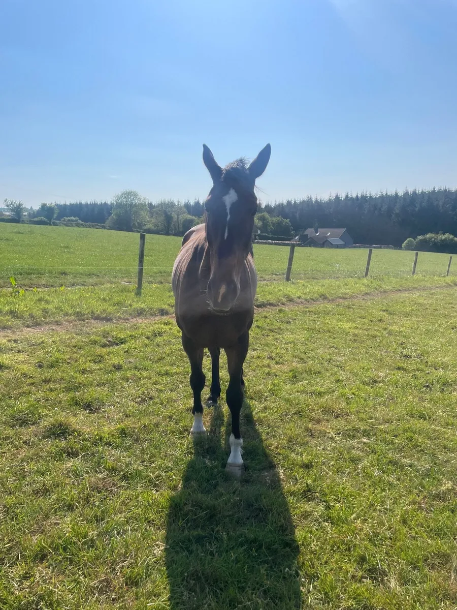Racehorse - Image 1