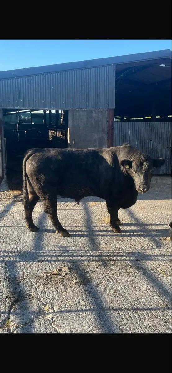 Angus bulls - Image 2