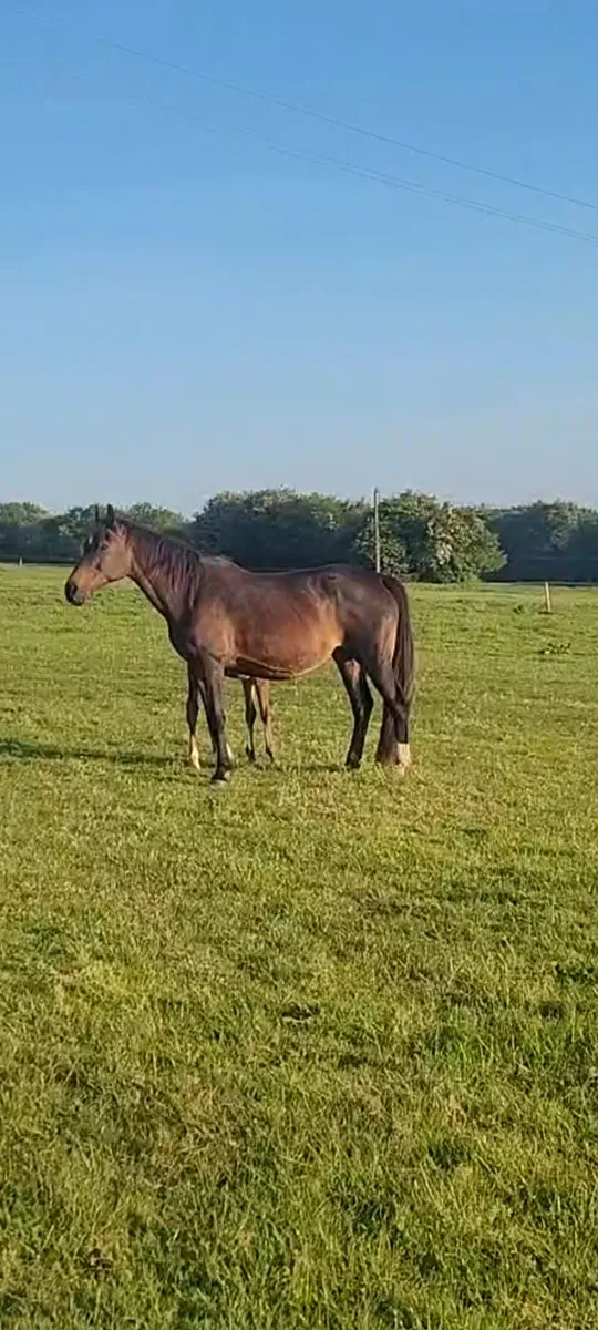 Clinton mare and colt foal - Image 3
