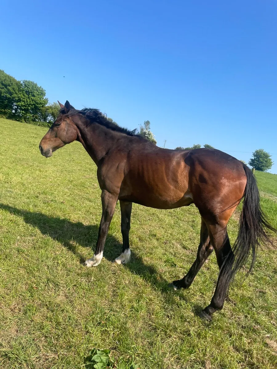 Racehorse - Image 2
