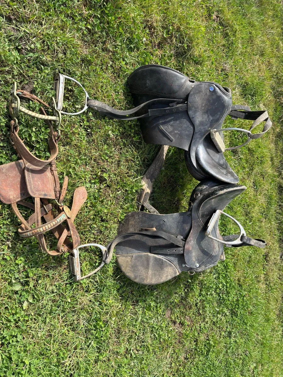 Gig Harnesses Saddles (Also pallets for sale) - Image 3