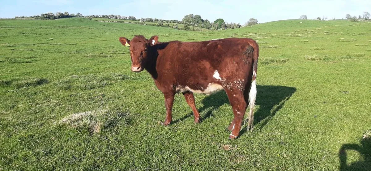 1 Shorthorn  Heifer - Image 1