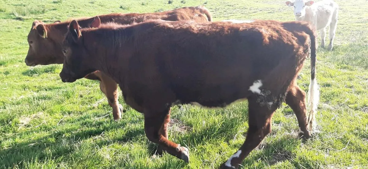 1 Shorthorn  Heifer - Image 3