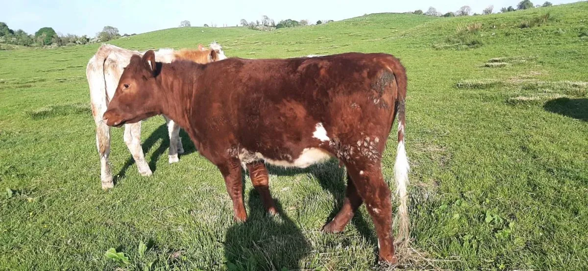 1 Shorthorn  Heifer - Image 4
