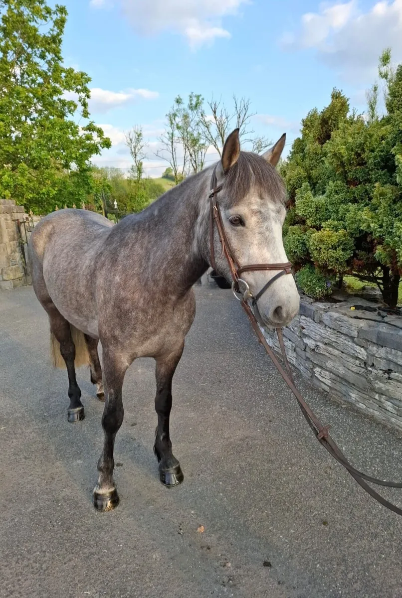 Attractive 5 Year Old Connemara Gelding - Image 2