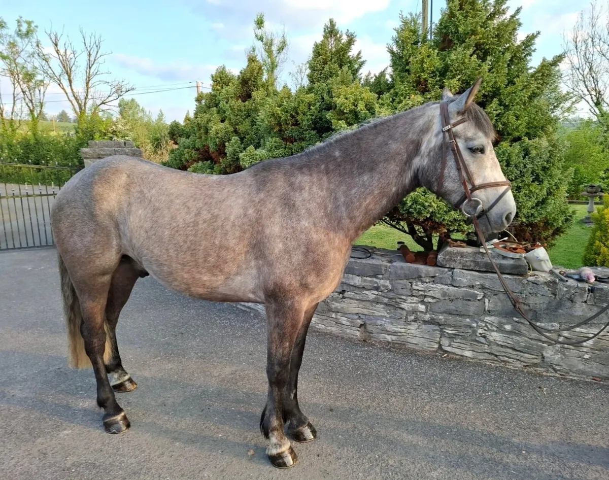 Attractive 5 Year Old Connemara Gelding - Image 3