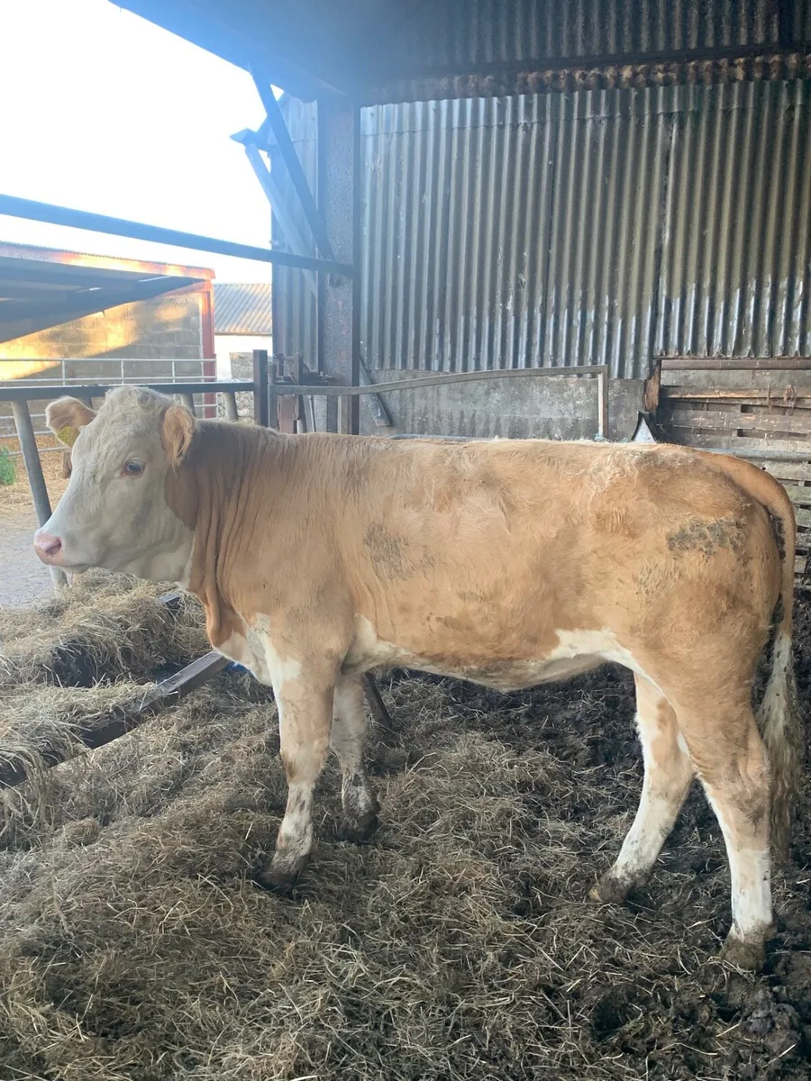 Super 5⭐️ sim/ch Breeding Heifer for sale - Image 2