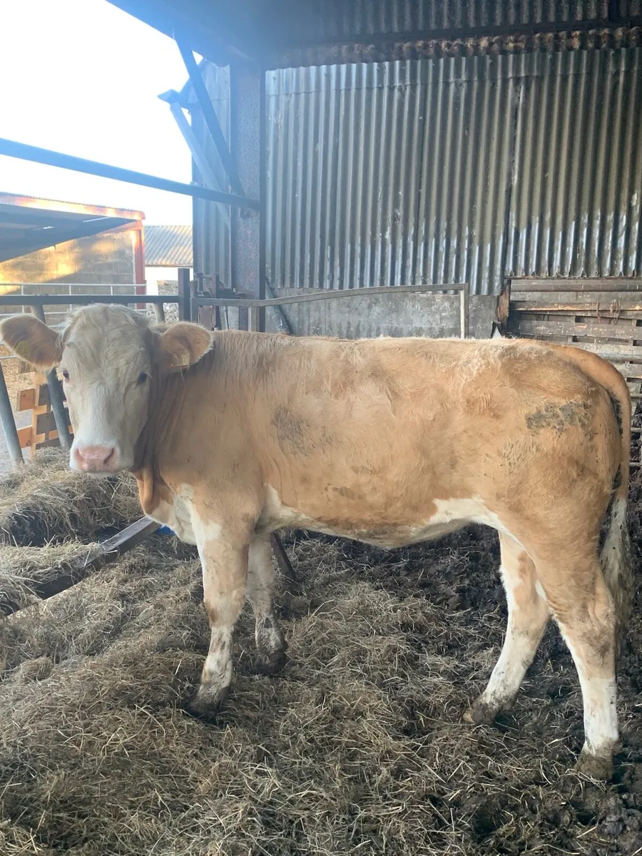 Super 5⭐️ sim/ch Breeding Heifer for sale - Image 3