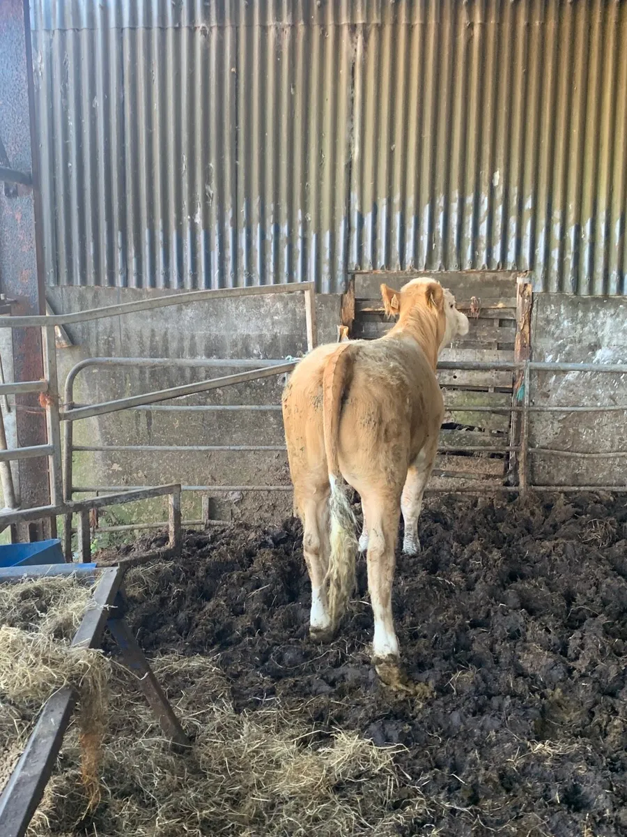 Super 5⭐️ sim/ch Breeding Heifer for sale - Image 4