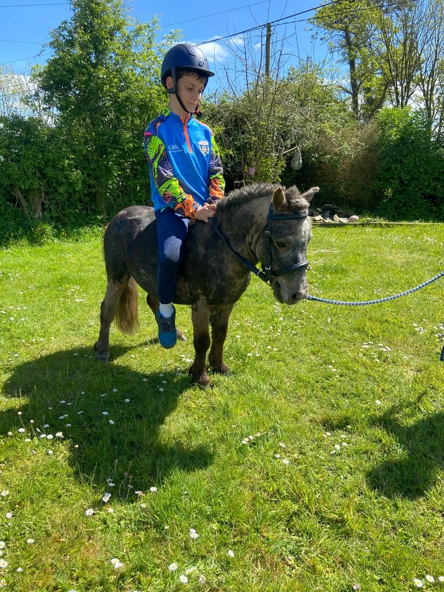 KIDS FIRST PET PONY €1250 - Image 1