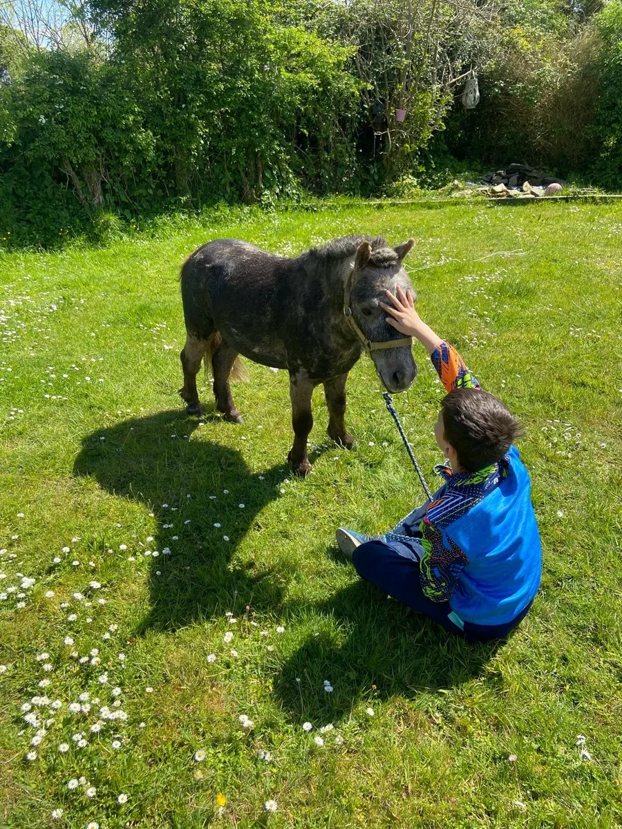 KIDS FIRST PET PONY €1250 - Image 2
