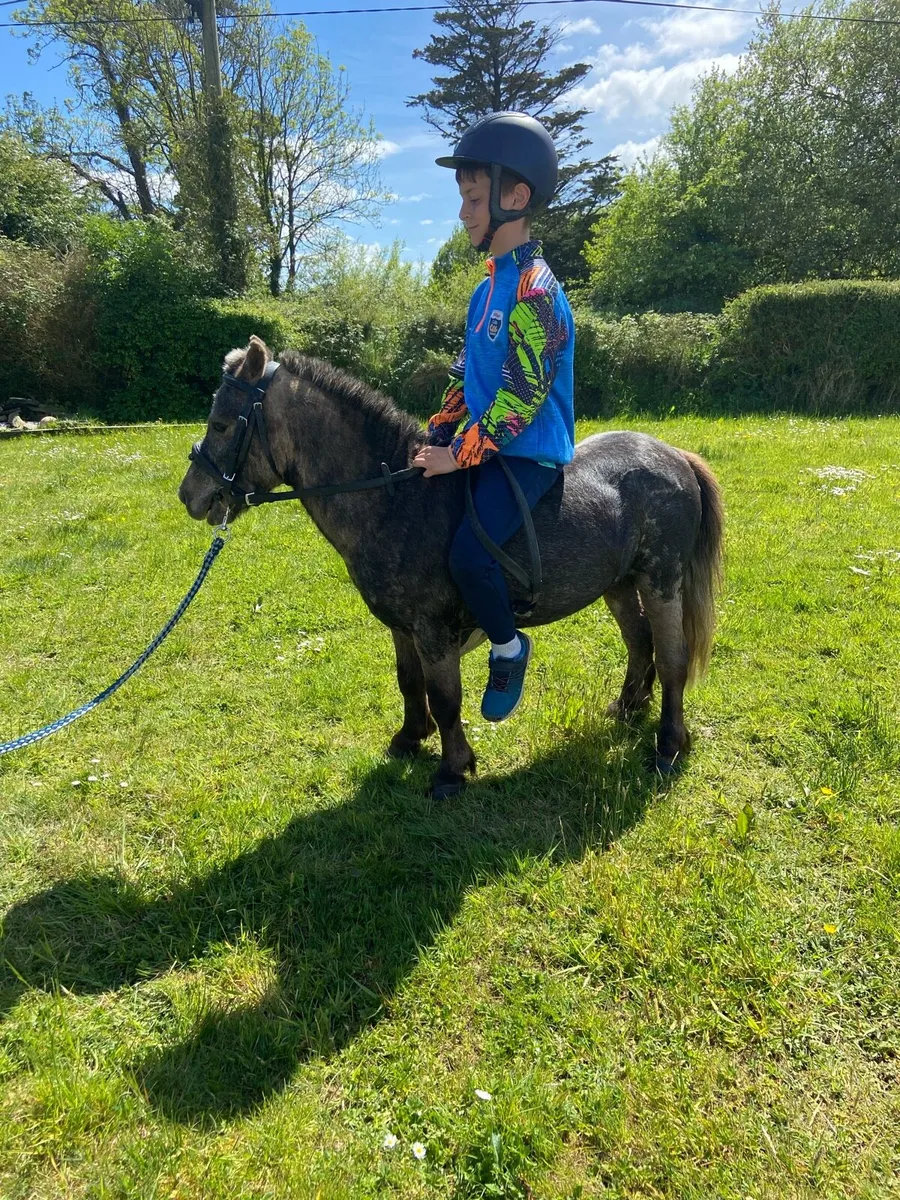 KIDS FIRST PET PONY €1250 - Image 3