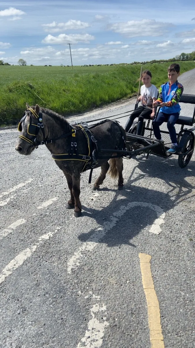 KIDS FIRST PET PONY €1250 - Image 4