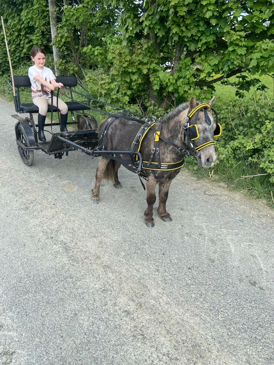 KIDS FIRST PET PONY €950 - Image 1