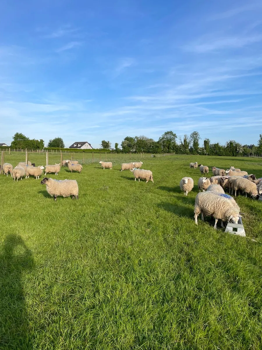 Hoggets - Image 2