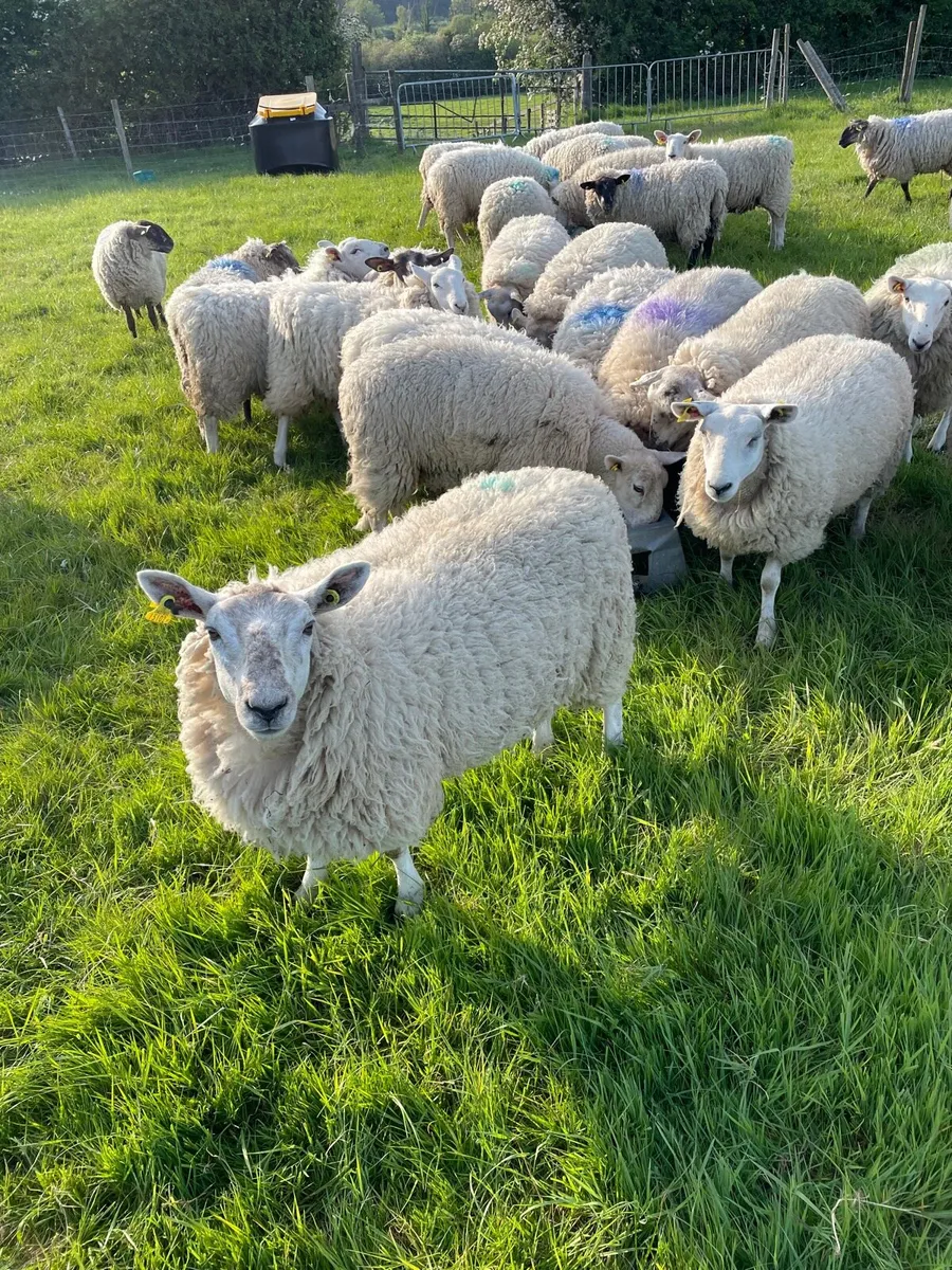 Hoggets - Image 1