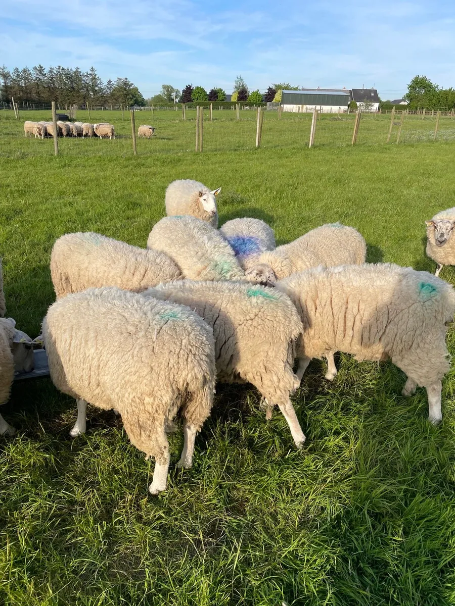 Hoggets - Image 3