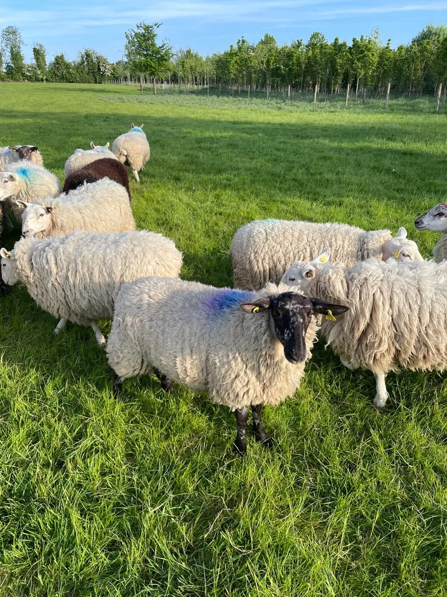 Hoggets - Image 4
