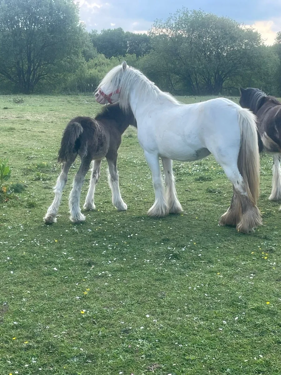 Pony and foal - Image 1