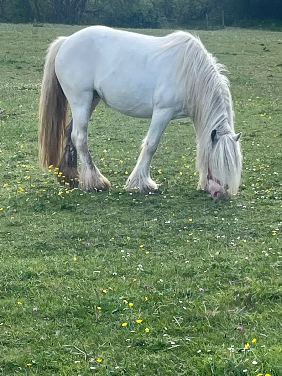 Pony and foal - Image 2