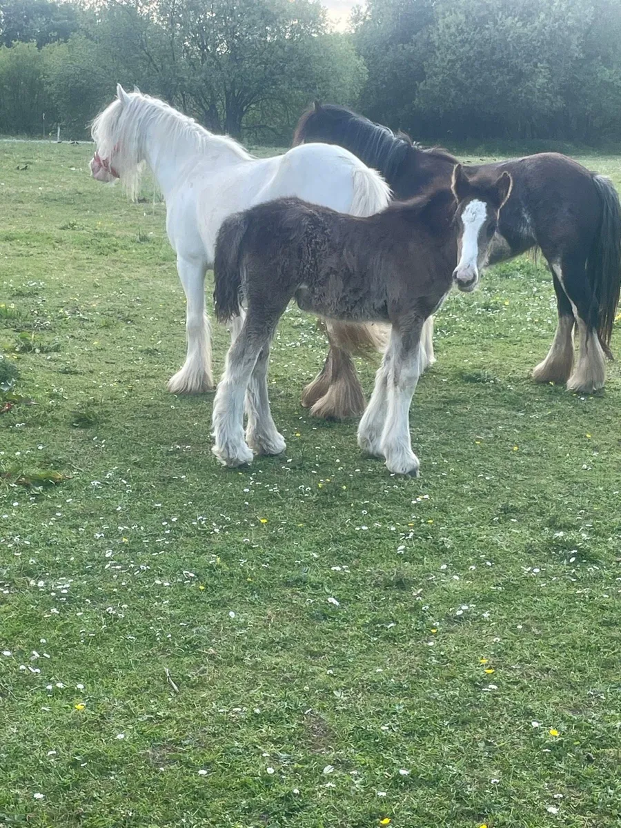 Pony and foal - Image 3