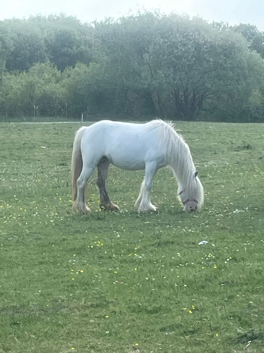 Pony and foal - Image 4
