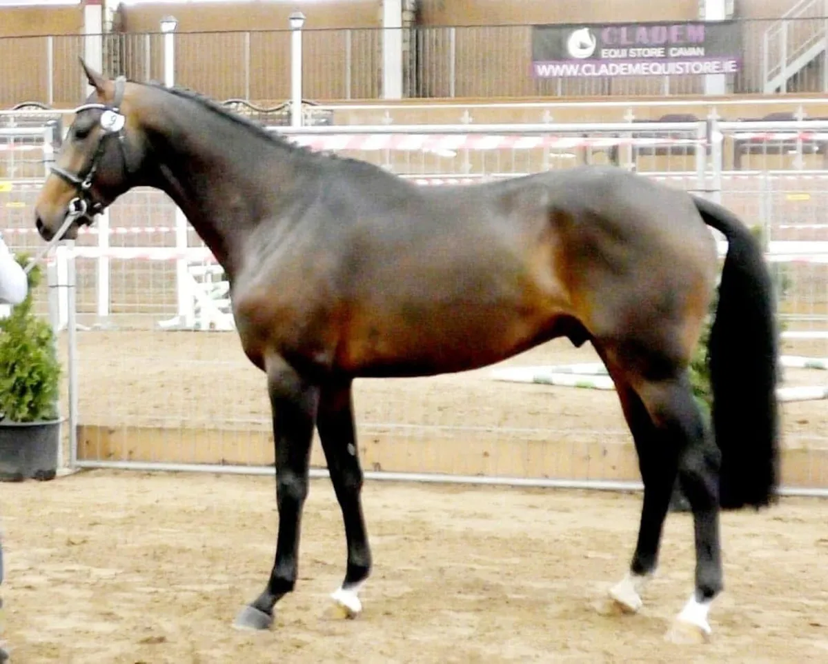 Stallions at stud - Image 2