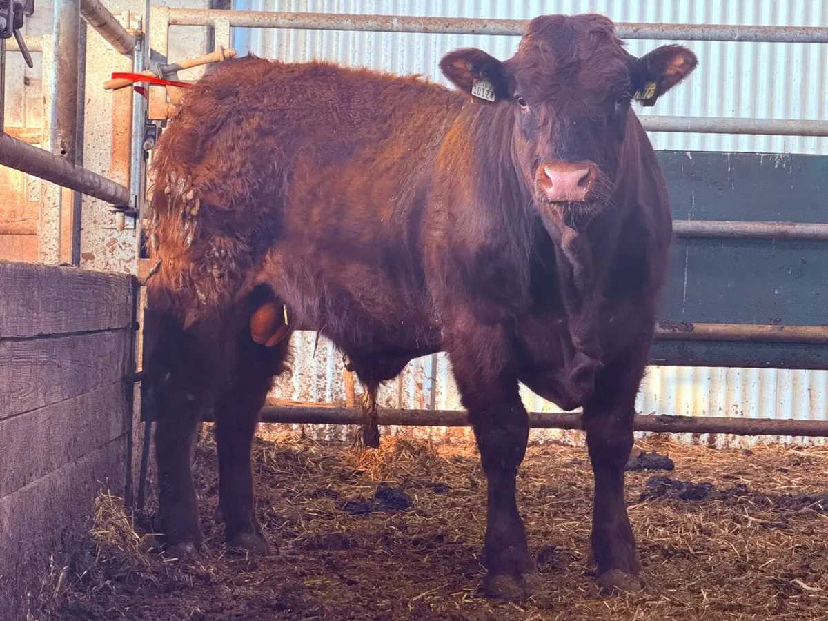 Top Quality Pedigree Registered Salers Bull - Image 1
