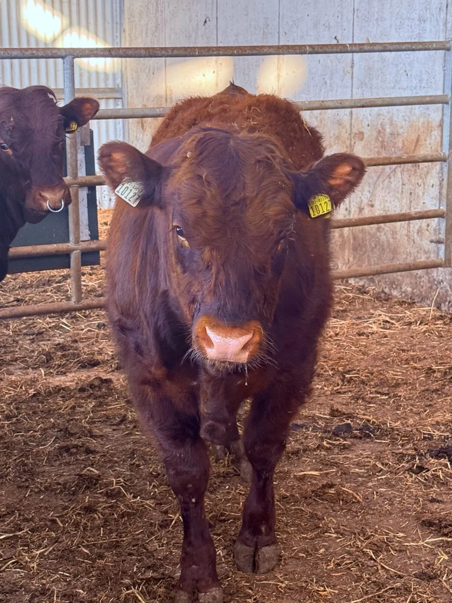 Top Quality Pedigree Registered Salers Bull - Image 2