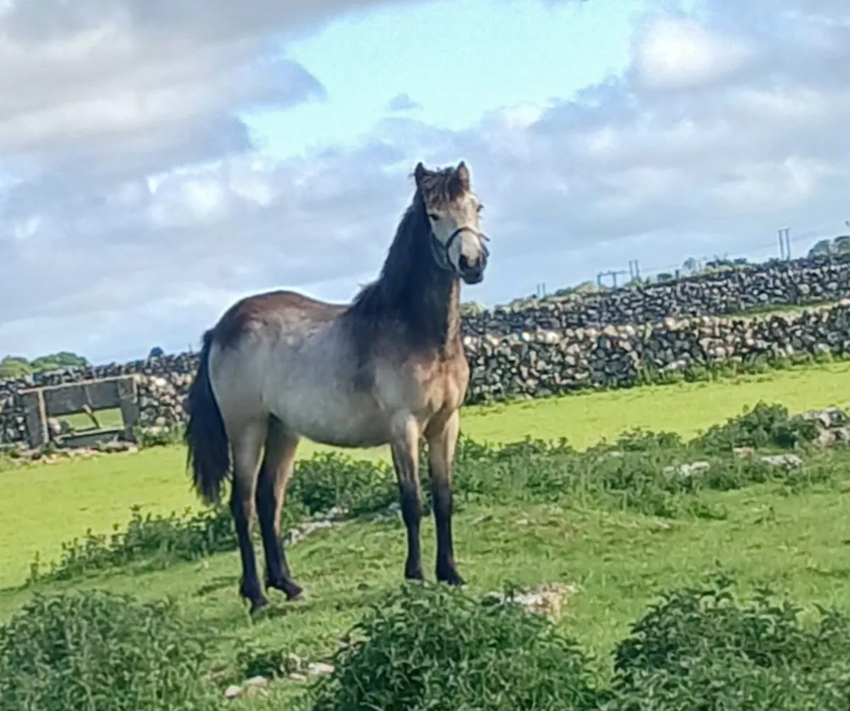 Yearling Dun Filly - Image 2