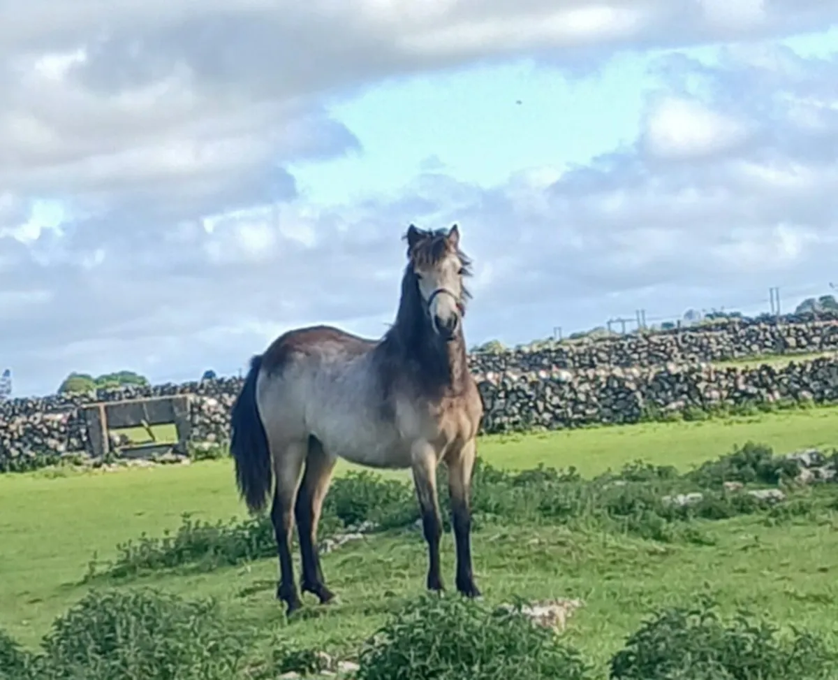 Yearling Dun Filly - Image 4