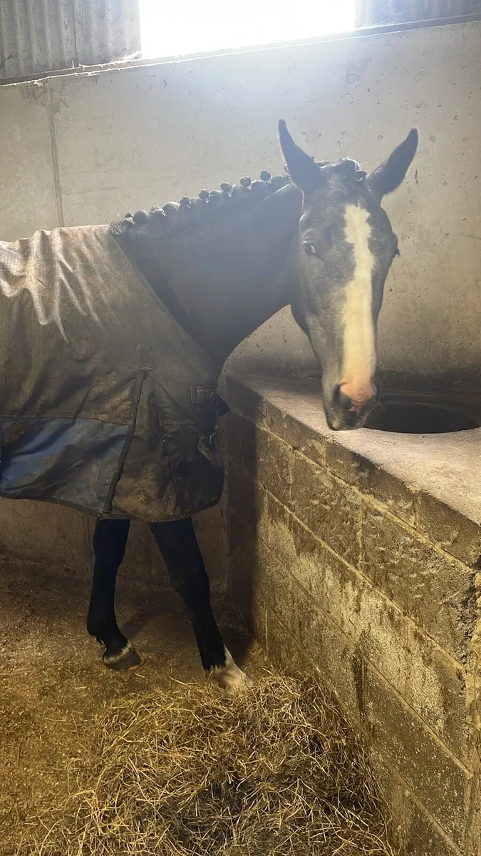 3 Year Old Filly - Image 3