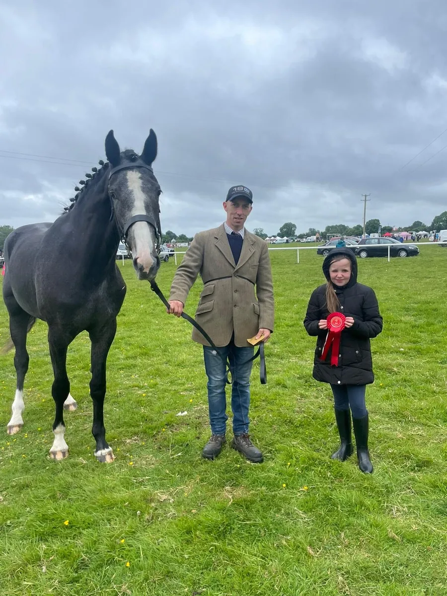 3 Year Old Filly - Image 1