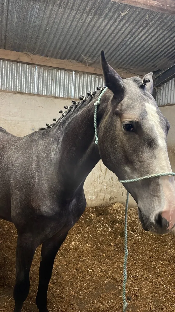 3 Year Old Filly - Image 2