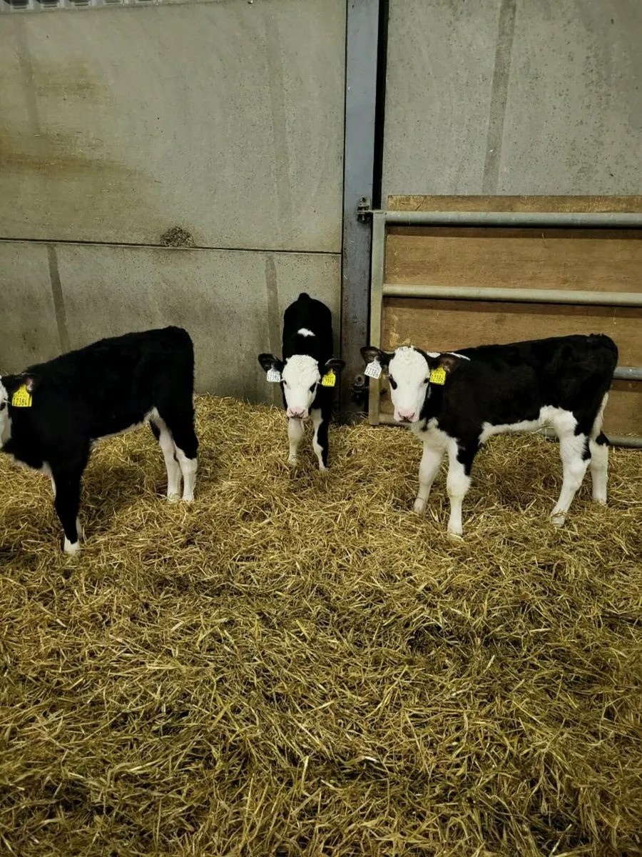 Calves