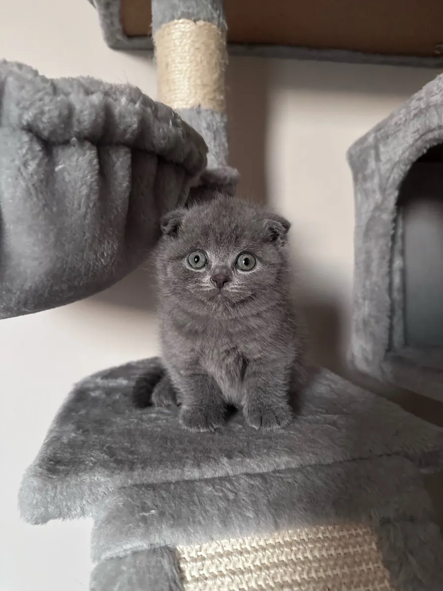 Kittens - Image 1