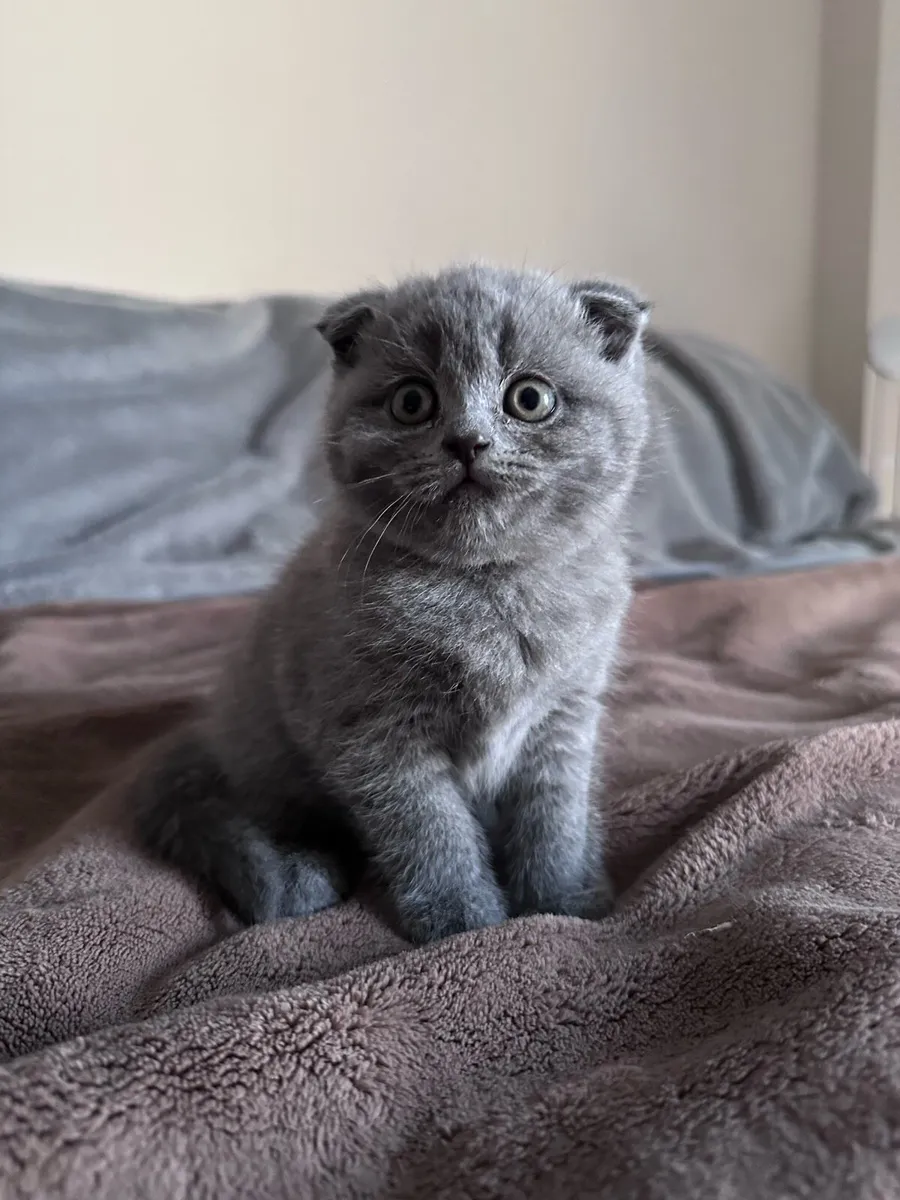 Kittens - Image 2