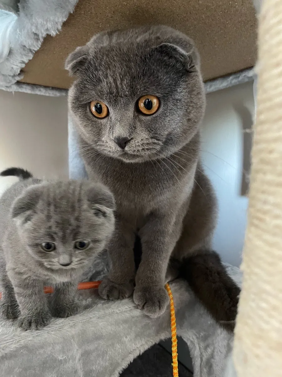 Kittens - Image 3