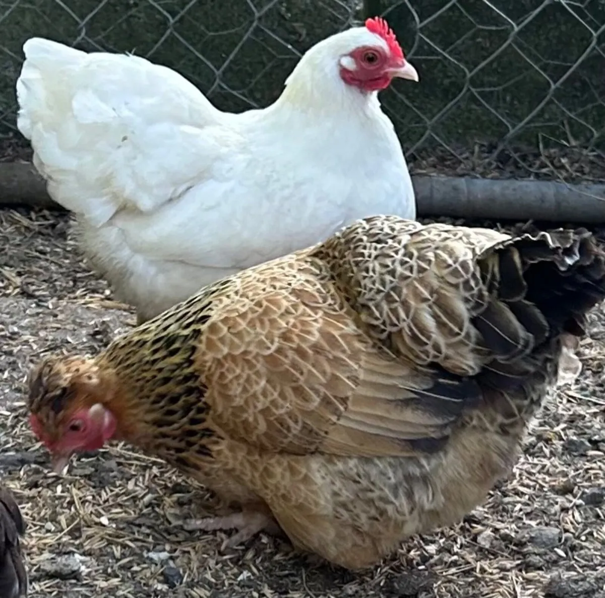 Bantham Hens for Sale - Image 2