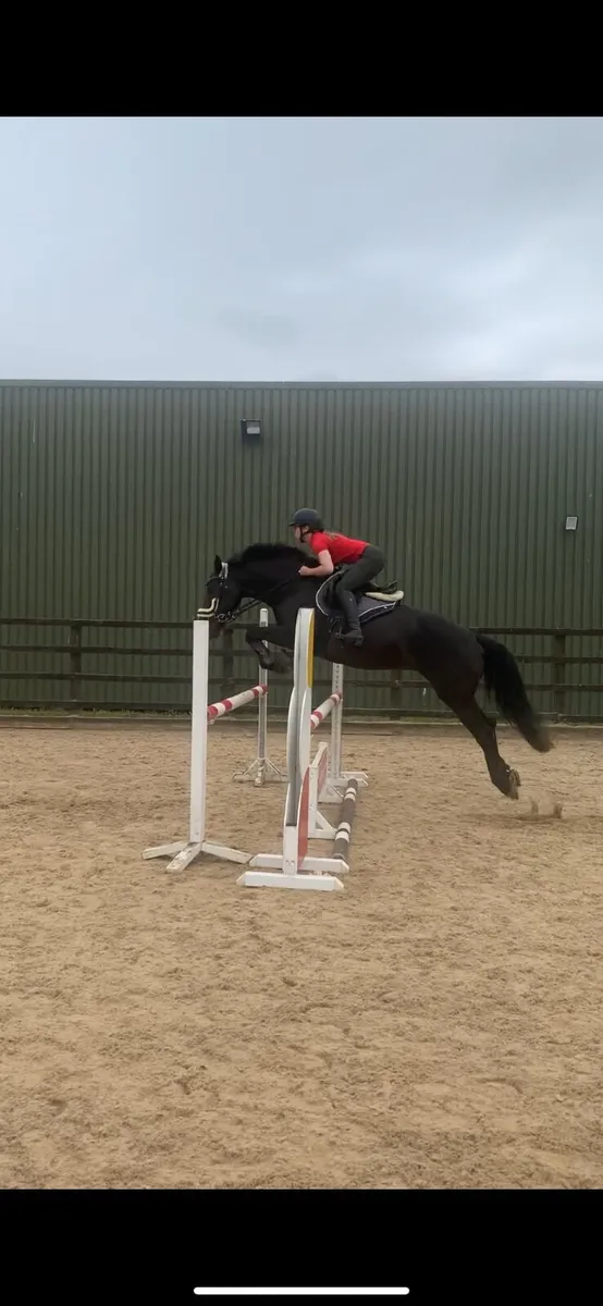 ⭐️ Talented 2015 mare ⭐️ - Image 3