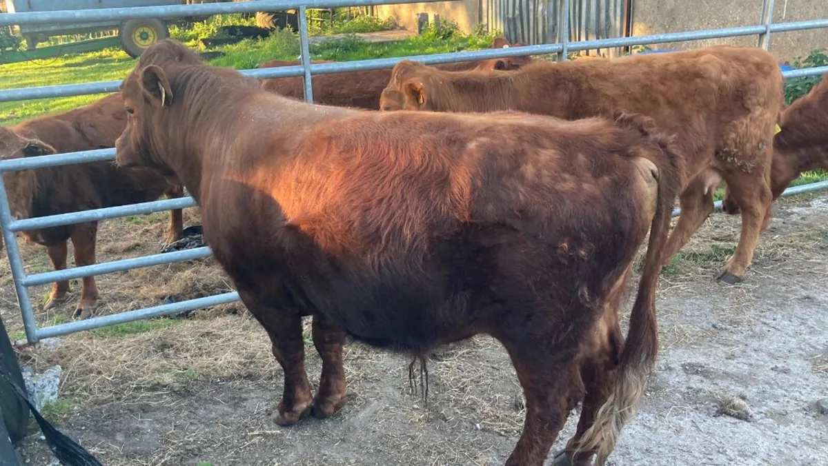 Dexter Bull for sale - Image 2
