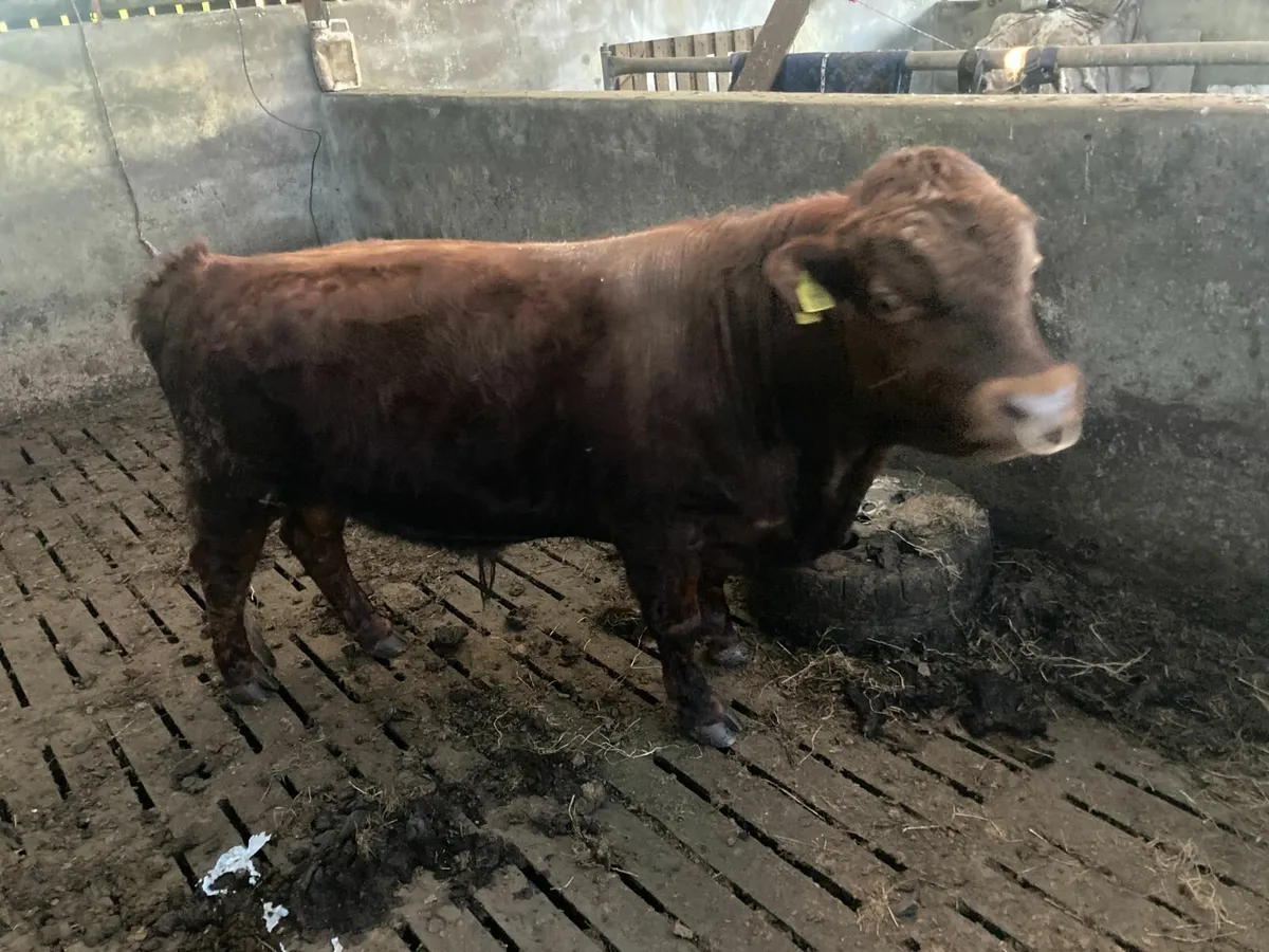 Dexter Bull for sale - Image 3