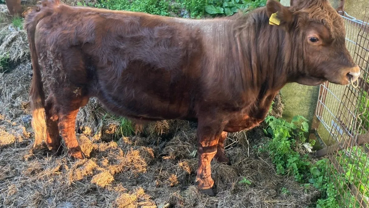 Dexter Bull for sale - Image 4