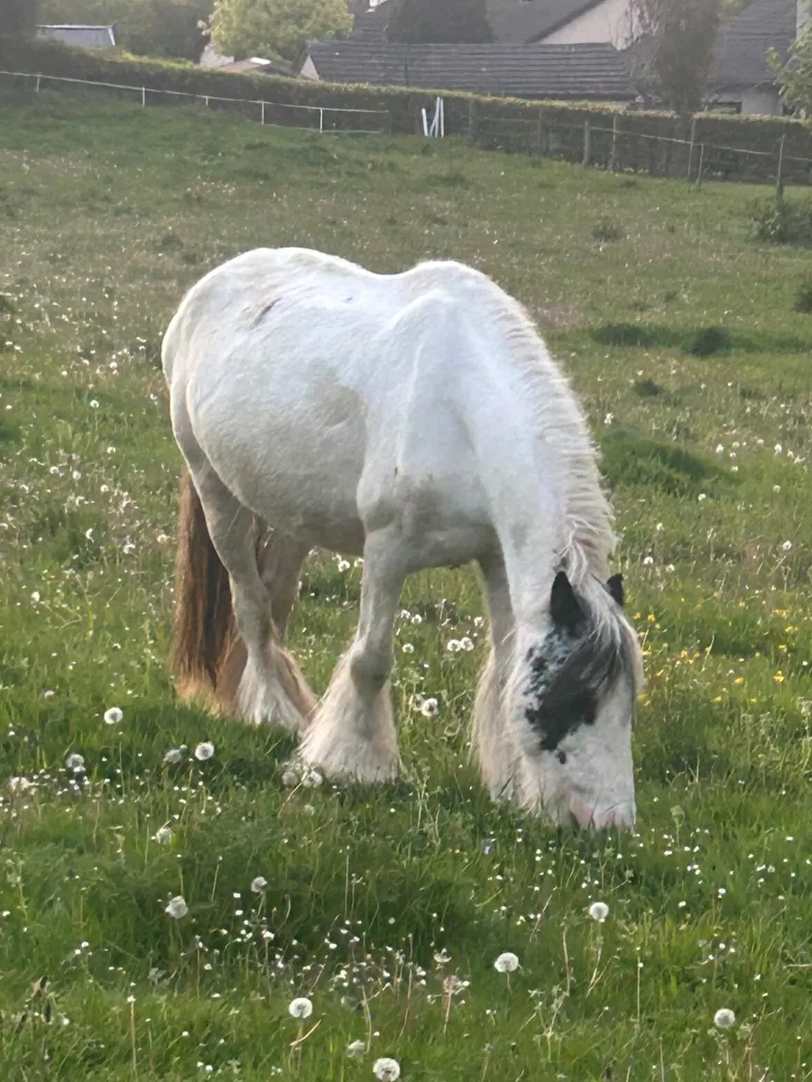 Cob mare in foal 7 year old - Image 1
