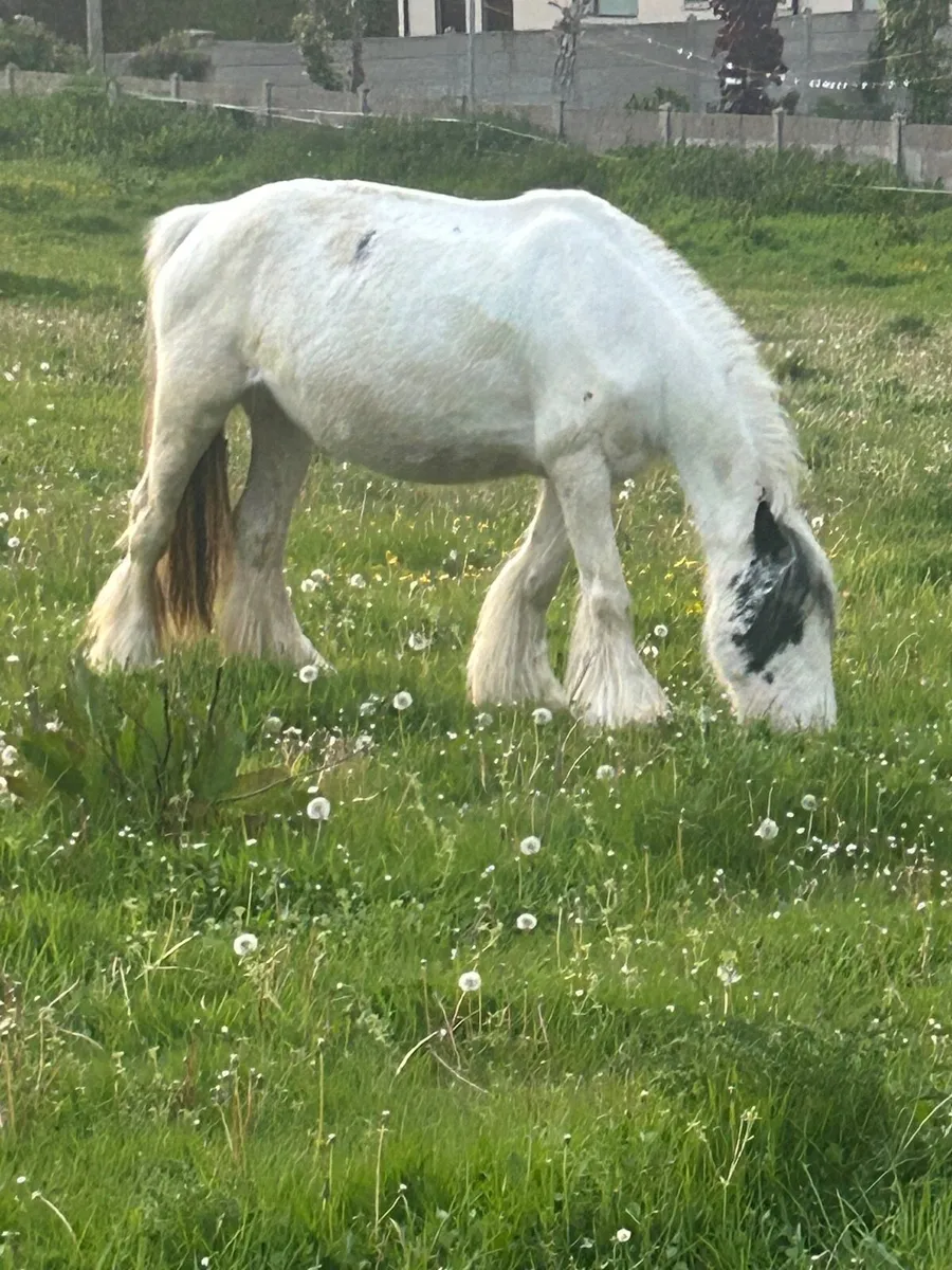 Cob mare in foal 7 year old - Image 2