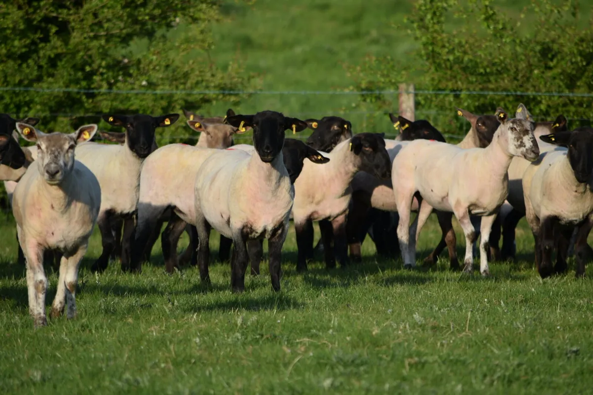 Suffolk Ewe hoggets for sale - Image 2