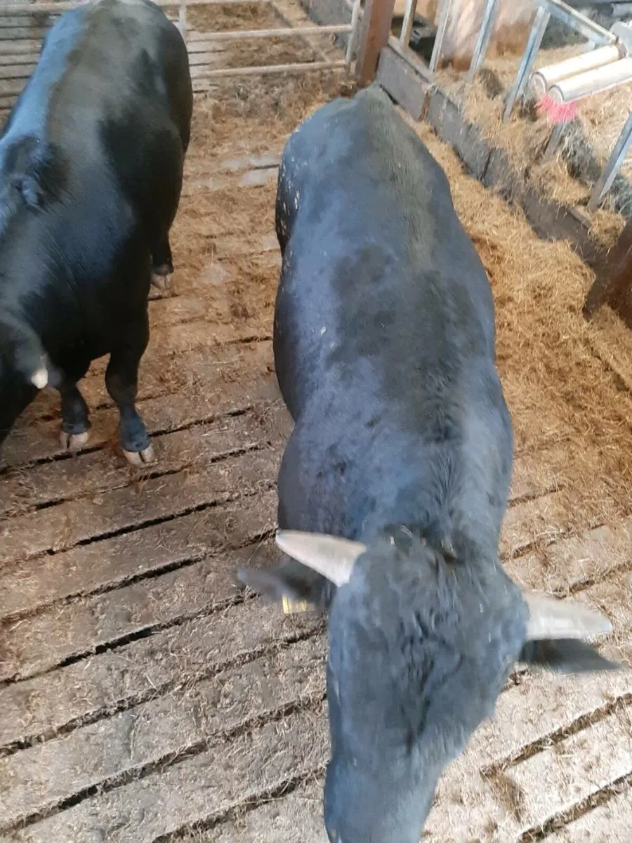5 Angus bulls - Image 2
